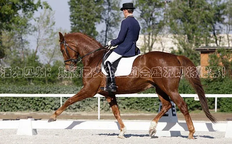 球速体育welcome百度教育活力四射：期待已久的运动会盛况即将帷幕！